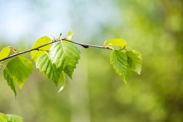 pine tree blossoms in spring
