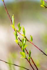 spring flowers on green