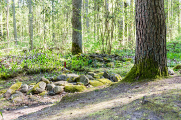 sunny tourist trail in the woods in spring