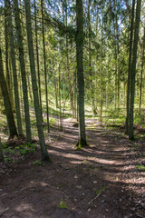 Fototapeta premium sunny tourist trail in the woods in spring