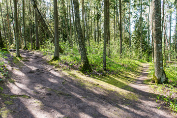 sunny tourist trail in the woods in spring