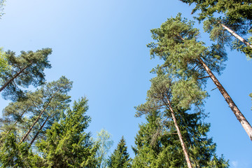 Trees in the forest - the crown of leaves against the sky