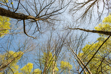 Trees in the forest - the crown of leaves against the sky