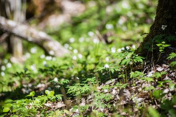 spring flowers on green