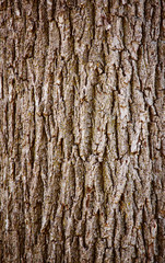 Tree oak bark texture
