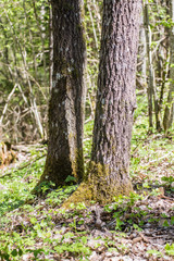 forest details in spring