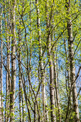 Trees in the forest - the crown of leaves against the sky