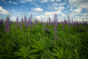 Fototapeta premium Lupine