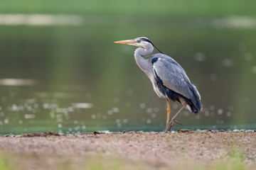 Grey Heron 