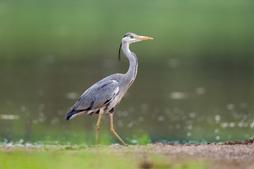 Grey Heron 