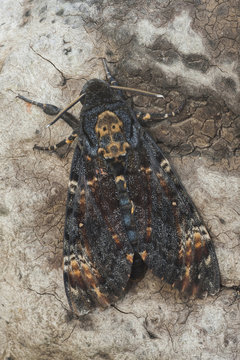 Acherontia atropos perched on a log