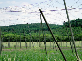 black pepper farm in Europe