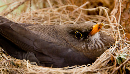 Blackbird