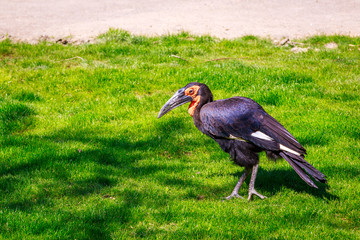 Southern Ground Hornbill