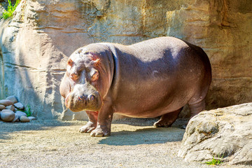 Hippo standing