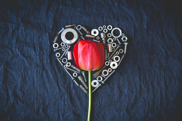 Tulip surrounded by nuts