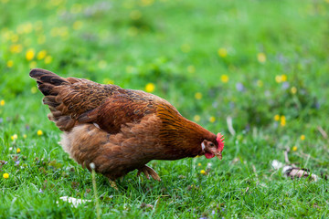 Huhn beim fressen