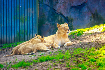 Lioness nursing three cubs