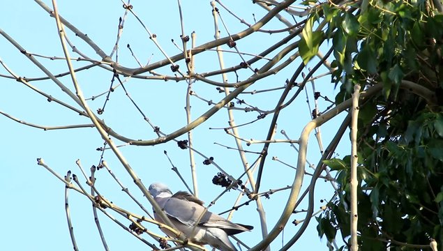 dove sitting on branch in tree, april, Wood pigeon
