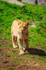 Lioness Approaching