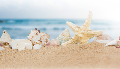 Seashells