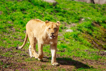 Lioness Approaching