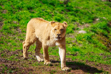 Fototapeta na wymiar Lioness Approaching