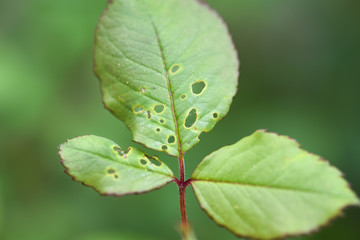 Frühlingsblume