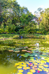 Tropical Pond