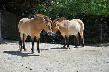 Obraz premium Wildpferde im Zoo