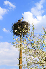 stork nest