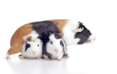 guinea pig with babies © Organic Matter