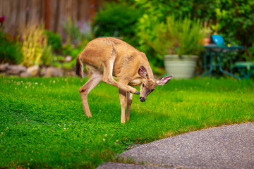 Obraz premium Mule Deer in Backyard