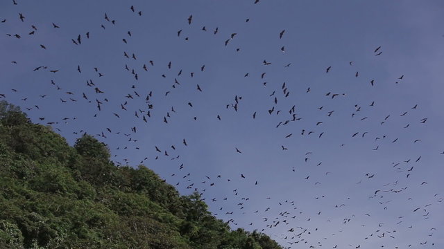 flying foxes on sland of Boracay