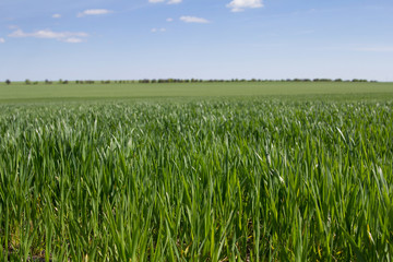 green field and blue sky with light clouds