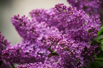Spring purple flowers of lilac, floral background, selective foc