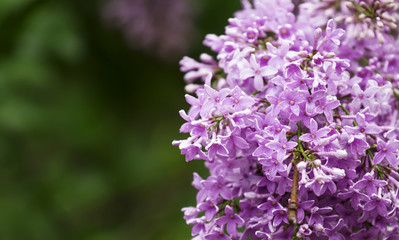 Spring purple flowers of lilac, floral background, selective foc