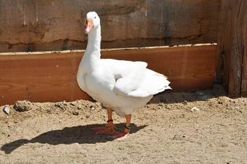 Gänse im Zoo