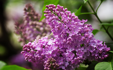 Spring purple flowers of lilac, floral background, selective foc