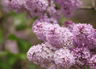 Fototapeta na wymiar Spring purple flowers of lilac, floral background, selective foc