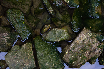 Stones covered by algae