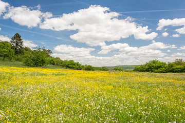Obraz premium Blumenwiese im Frühling