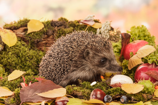 Hedgehog On Leaves Closeup