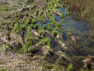 Wetland coastline