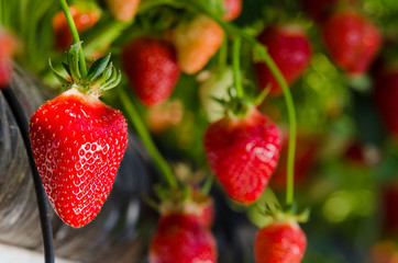 Fresh strawberries