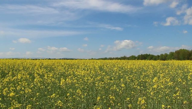 field of rape