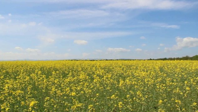 field of rape
