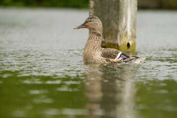 Mallard, Anas platyrhynchos
