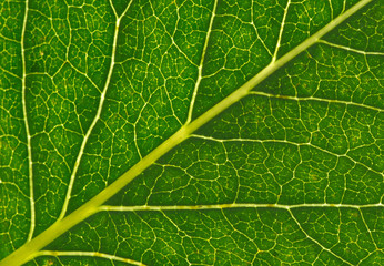  leaf as background
