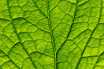 Naklejka na ściany i meble green leaf as background